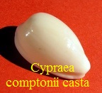 Cypraea comptonii mayi casta, Schilder & Summers 1963